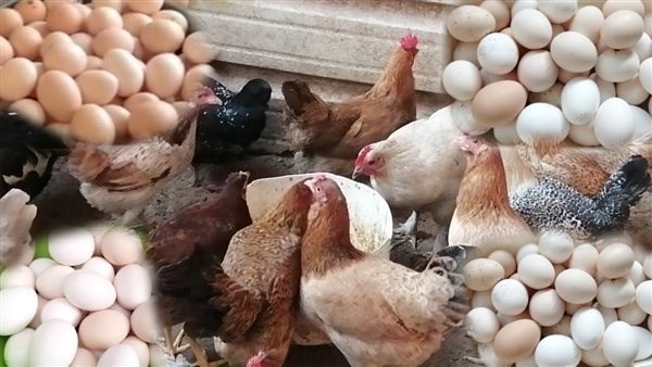 انخفضت بالمزرعة.. لماذا لم يشعر المواطن بهبوط أسعار الدواجن بالأسواق؟