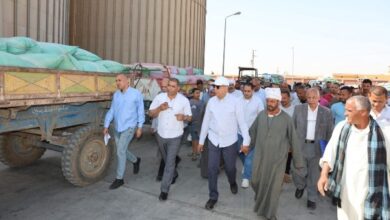 توريد 515 ألف طن قمح منذ بدء الموسم بزيادة 180 ألف طن عن العام الماضي