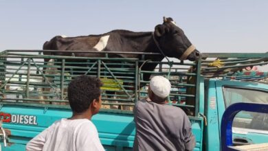 فحص 165 ألف رأس و53 ألف طائر في 400 قرية خلال يونيو
