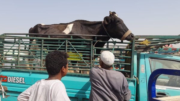فحص 165 ألف رأس و53 ألف طائر في 400 قرية خلال يونيو